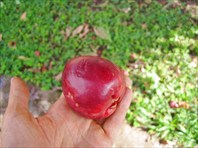 Неизвестные плоды